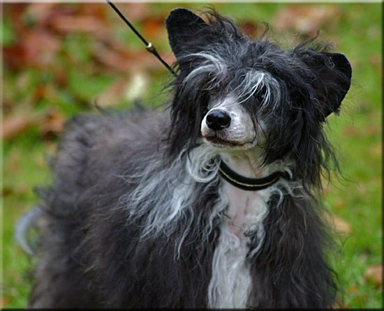 Fabolous Dogs Burning Love