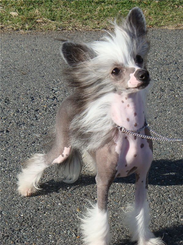 Marquis Screw Me Sue You HL