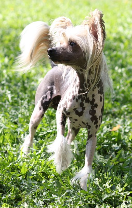 Dragon Moon Leatherman's Kiss