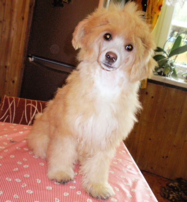 Ishi - Issa ze Shetlandu