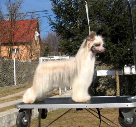 UK Ch Isaac Mizrahi Poarott