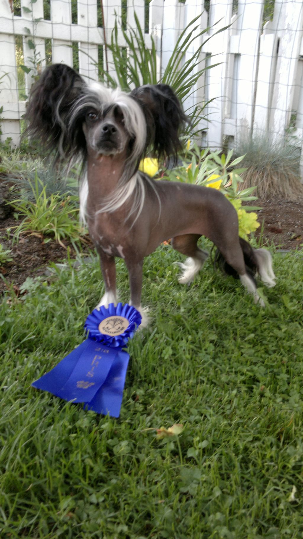 Kungsängsliljans Always the Winner