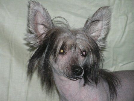 Elfgrace Vidgej Sky Hunter