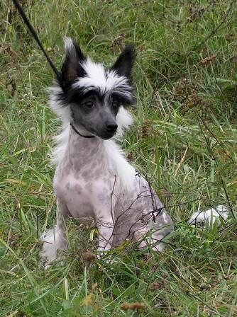 Elfgrace Gvendelin Arelata