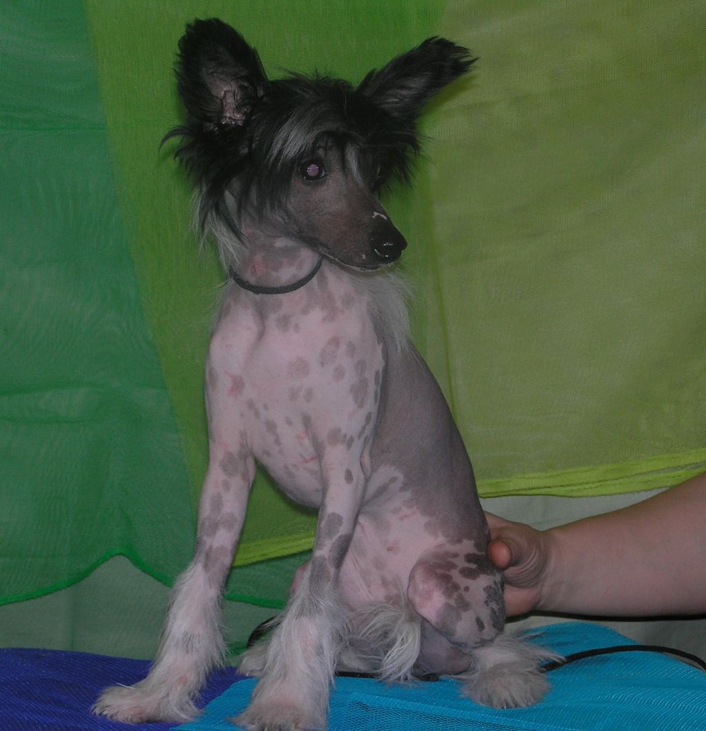 Elfgrace Gera Grecheskaja Bogina