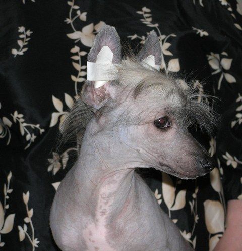 Elfgrace Exima Tahoshi