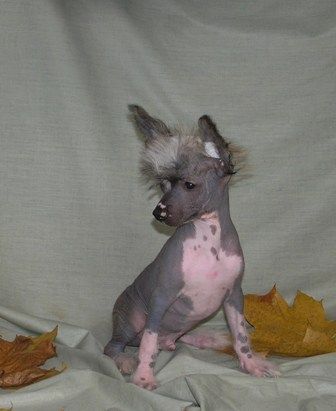 Elfgrace Iza Shneperson