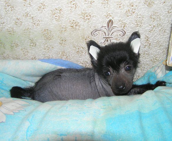 Elfgrace Korolevskij Kapriz