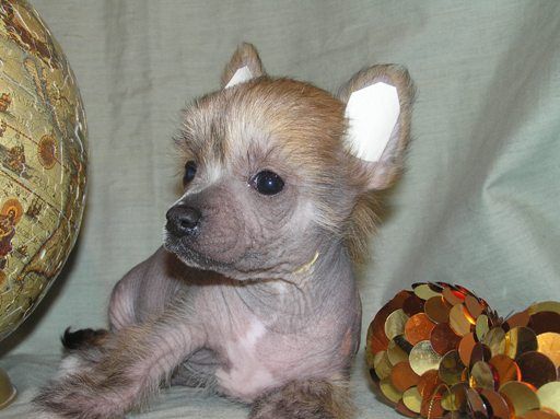 Elfgrace Kventin Tarantino