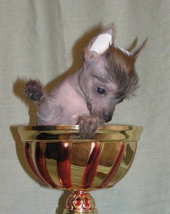 Elfgrace Keruna Beruchi