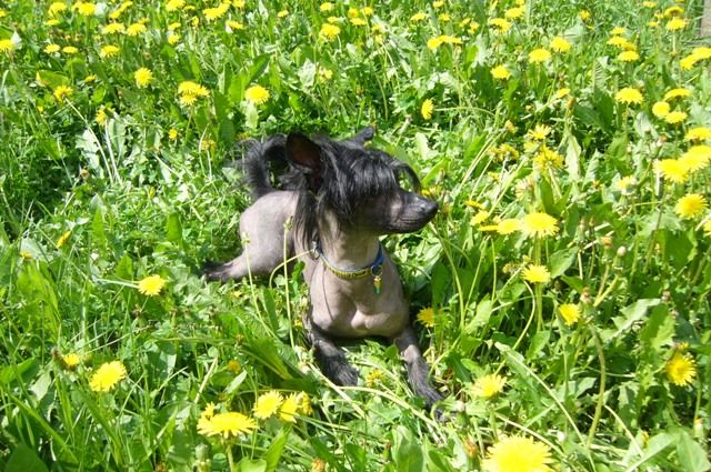 Elfgrace My Mystery Love