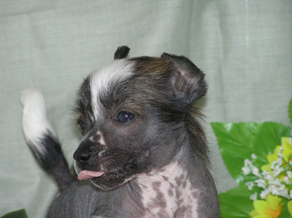 Elfgrace Middle Gold