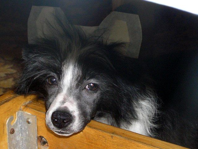 Elfgrace Prinsessa Diana