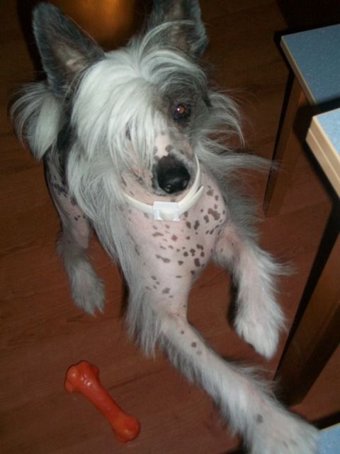 Elfgrace Pramers Rem Rajs