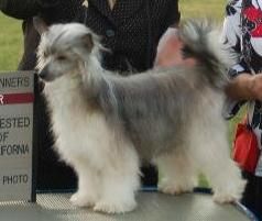 Crestline Foxie Roxie