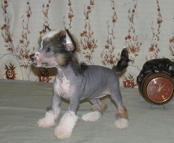 Elfgrace Rajda Leu Mazuri