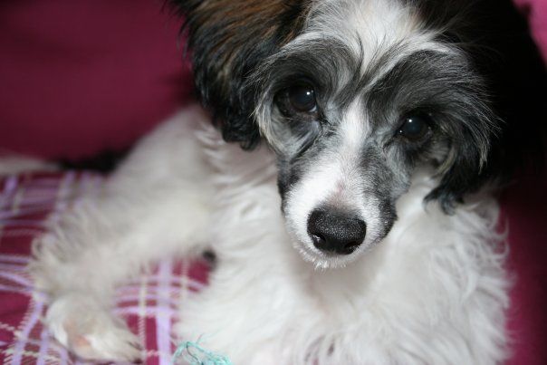 Elfgrace Remmi Amadej Vajt