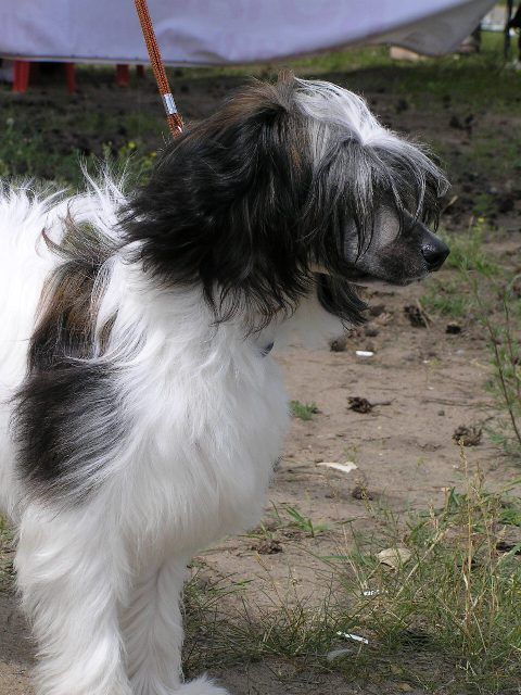 Elfgrace Redvich Esti Merkin