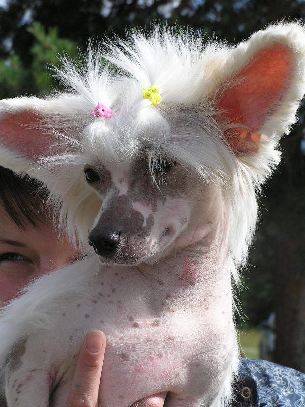 Elfgrace Glen Vis Tajra