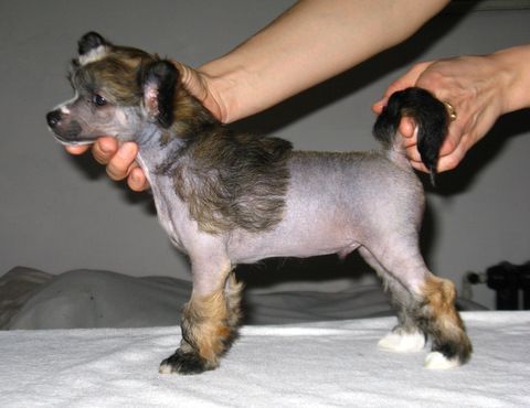 Amareto Bardynela Blue Perfect