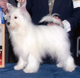 Gingery's Cloud Nine