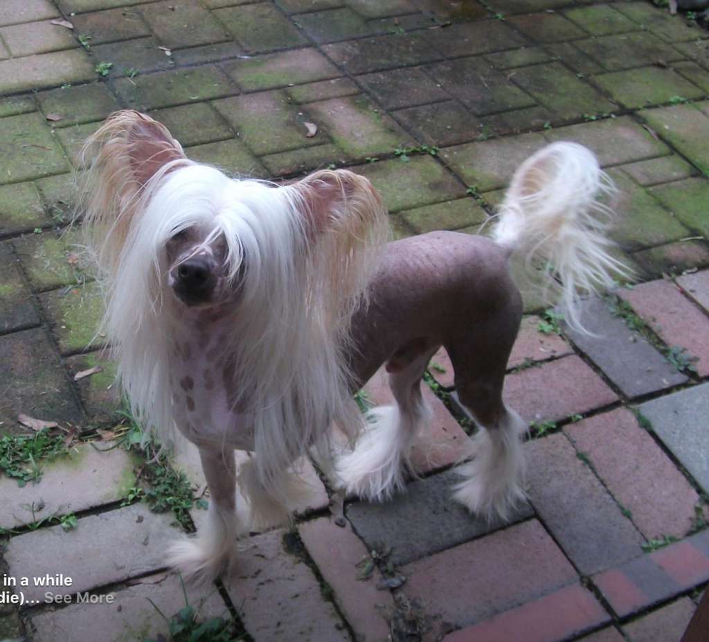 Jorivan's Golden Sun Oden