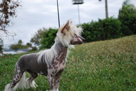 Risin Star Stacking The Deck