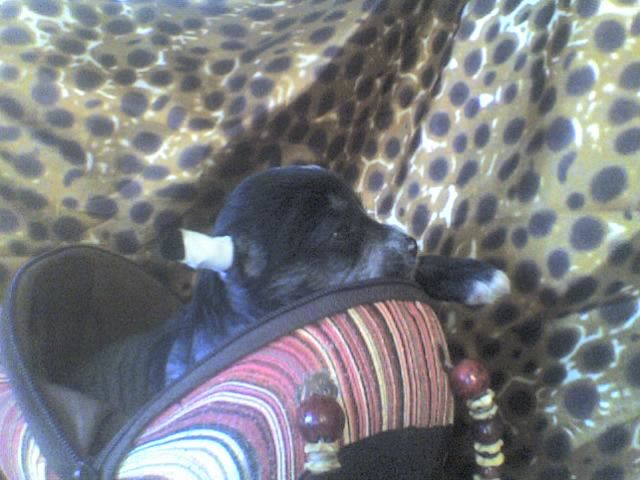 Bon Ami Chernaya Zhemchuzhina