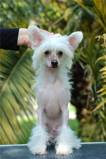 Ljubitel Pobejdat iz Ordena Ekate-Riny