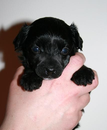 Cute and Crazy Lakrits