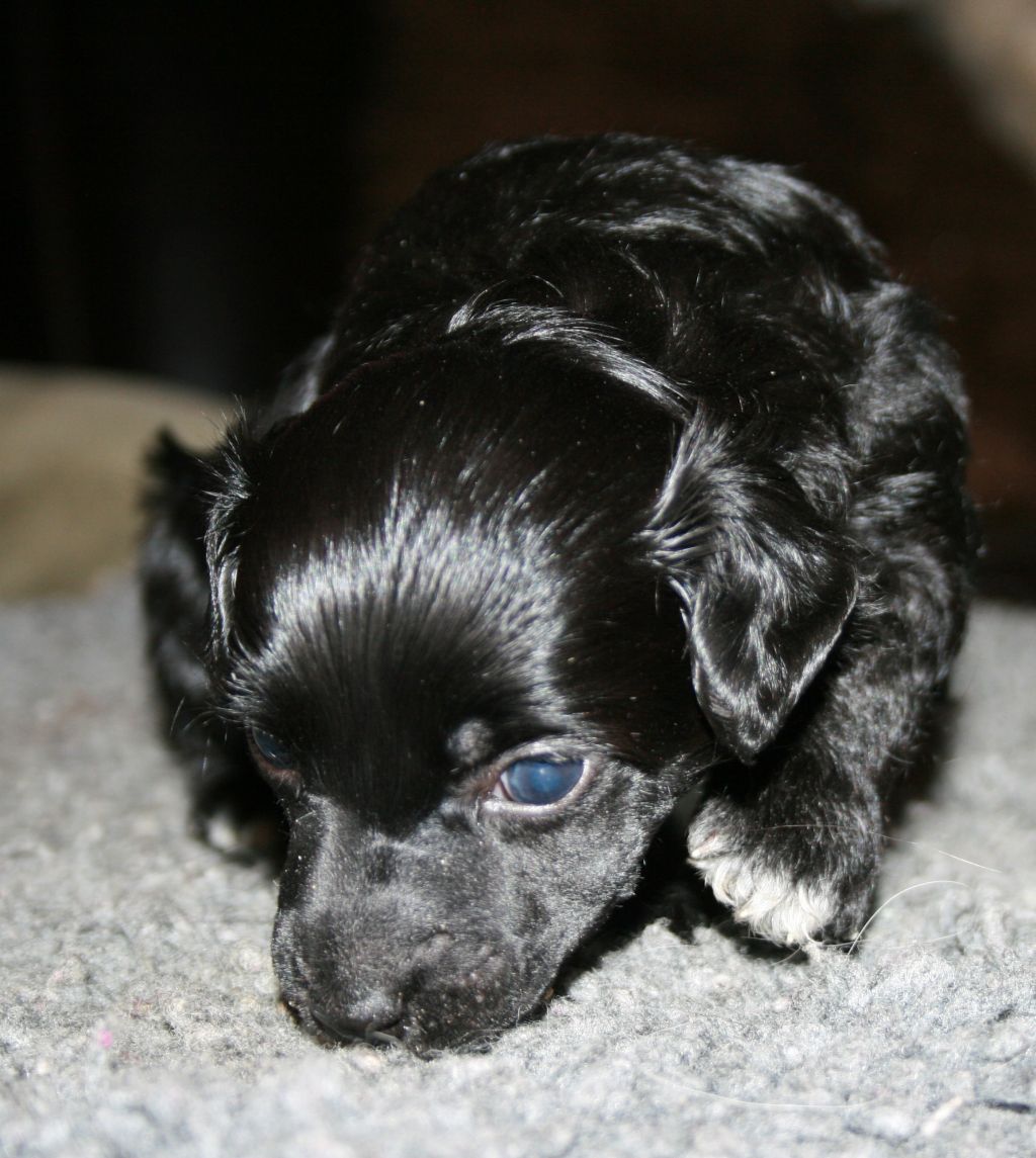 Cute And Crazy Lexus