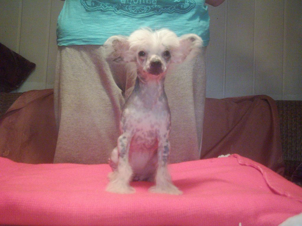 Daisy born to be Wild of Exotic Dog's