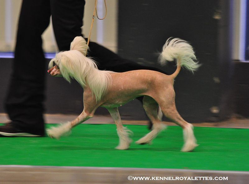 Sparrishoop Loving Fairy