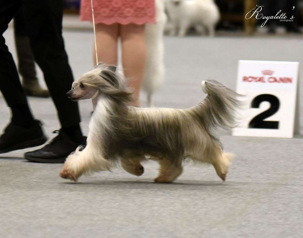 Tulimyrskyn Barbapapa