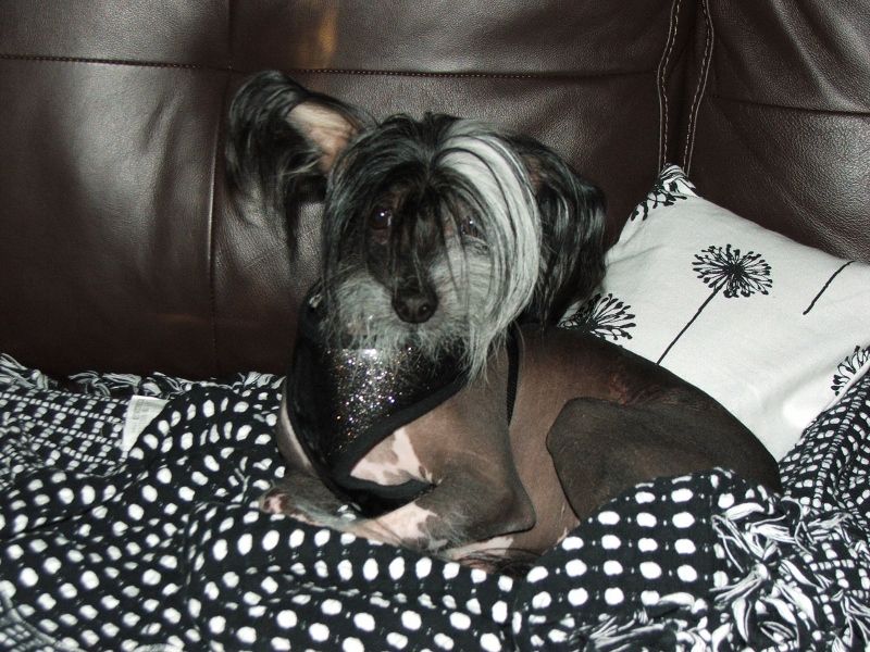 Mrs. Ding's Venice Valentino