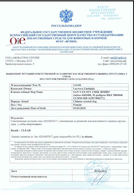 San Wan Sey Chik Bimbo