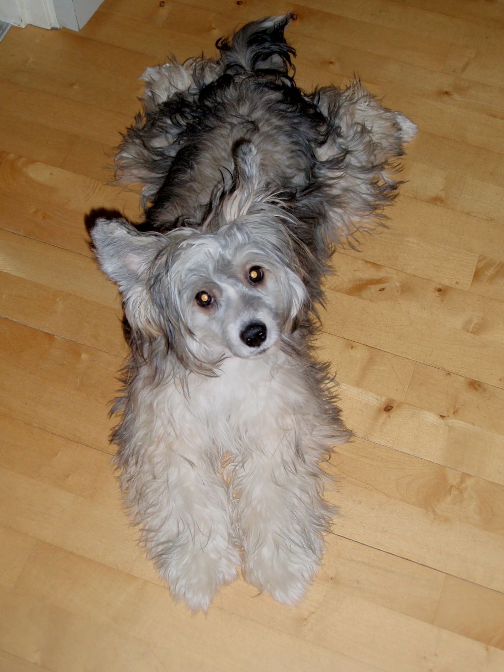 Golden Diamond Cresteds Frazee