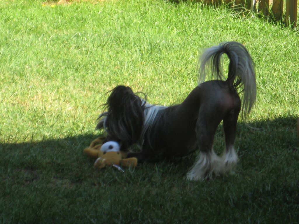 Golden Diamond Cresteds Ferichi