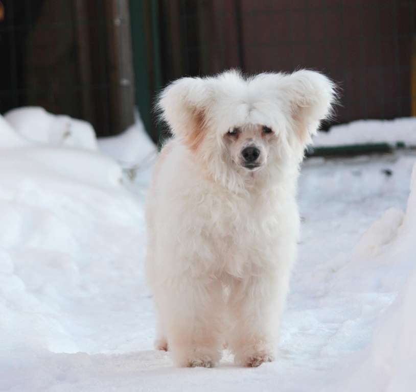 Izumrudinka ot Liris