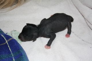 Nudaveritas Achilles