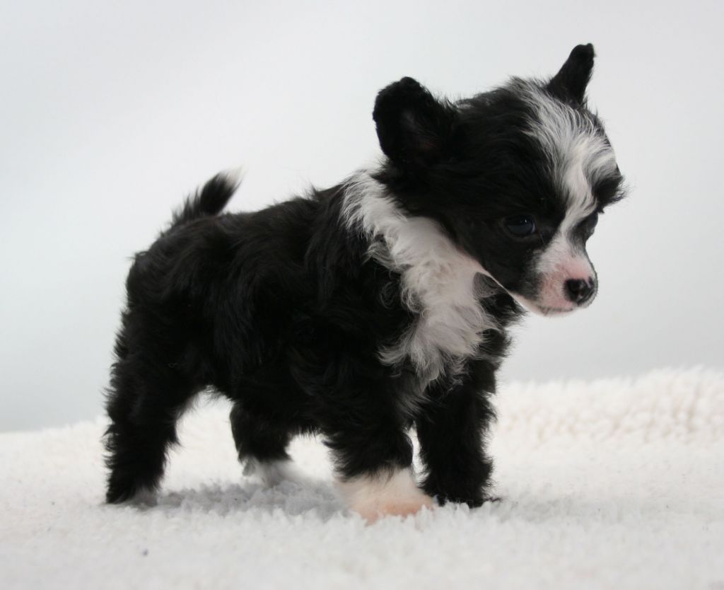 Lixima's A Nice Bluff