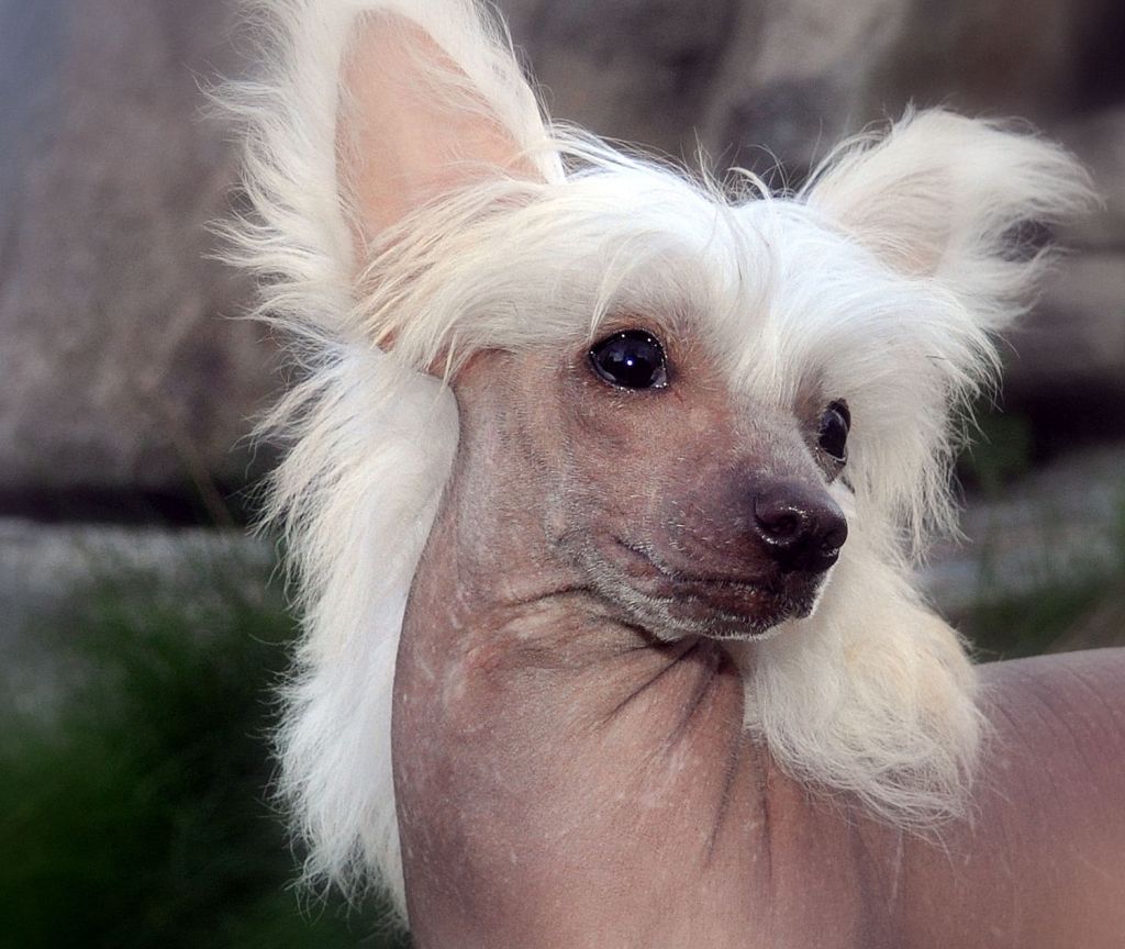 Lixima's A Lucky River