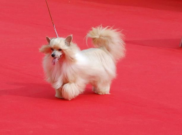 Firefox du Domaine du Président