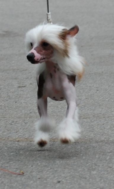 Bonniveras Formo'sus