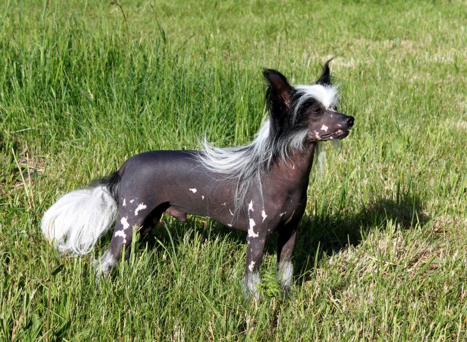 Ikarus von den Windpferden