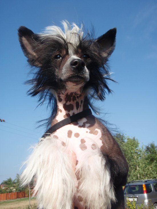 Detective Draco Di Rabozi