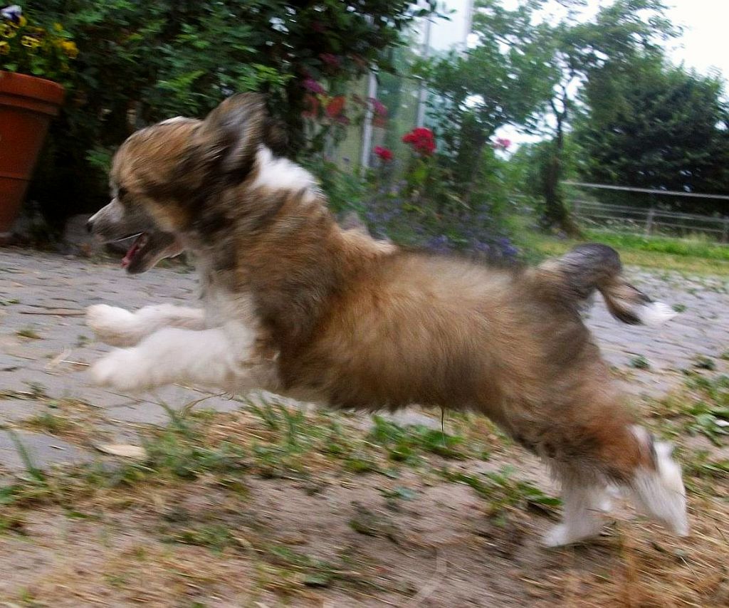 Be My Dog's Que Pasa Kajola