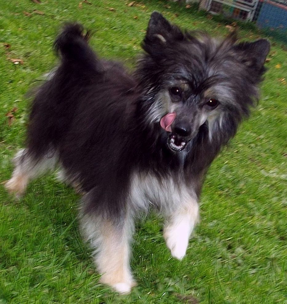 Be My Dog's Quadrophenia