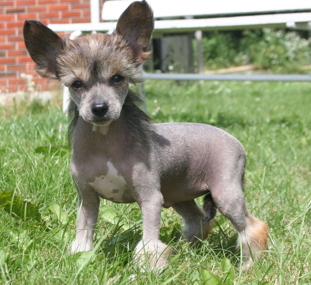 Curlycrest's Helluva Heartache