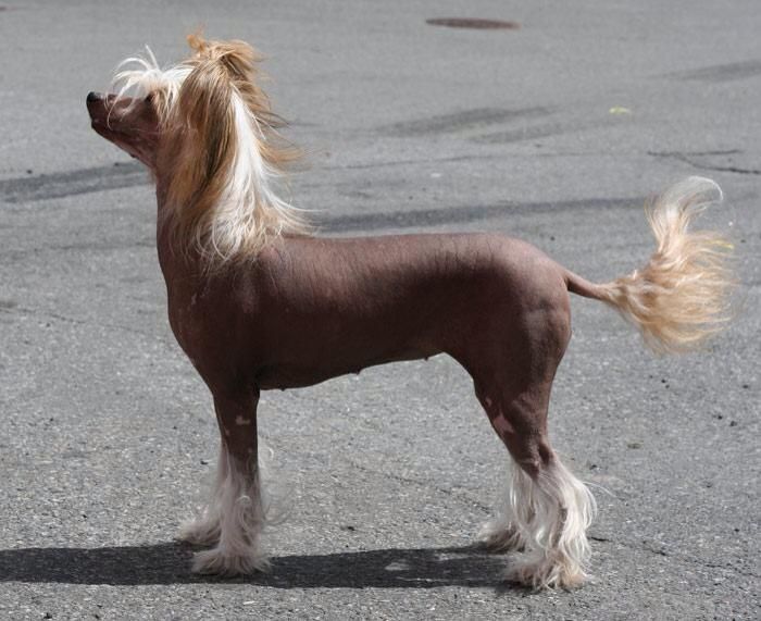 Curlycrest's Fardewell